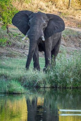 クルーガー国立公園、雄大な野生動物と息をのむ絶景を堪能しよう！