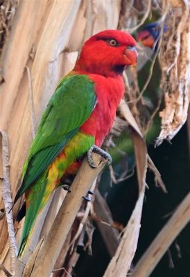  オリヴィエ・リード・メモリアル！南アフリカのオudtshoornで鳥類愛好家のための楽園を発見しよう